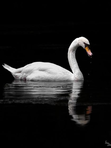 A Mute Swan at the Singapore Botanic Gardens. The dark water and careful exposure create a classic low-key effect, where the swan's white form appears to float out of the blackness, emphasizing its elegant shape and reflection.
