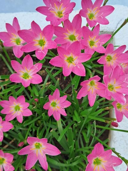 Bhardwaj - Urban Gardening Consultation A Riot of Colorful Flowers photo 233