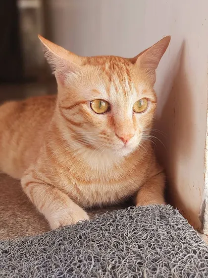 For those who appreciate the quiet affection of a feline friend, we have Ginger. She's a healthy, vaccinated, and friendly adult cat with a calm and no-nonsense personality. Ginger is perfect for a home where she can find a sunny spot to nap and a companion to share quiet moments with.