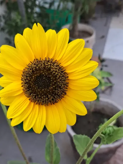 Bhardwaj - Urban Gardening Consultation A Riot of Colorful Flowers photo 50