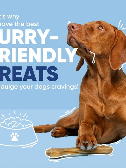 For those pleading puppy eyes, I have the perfect solution. This image captures the moment before a dog enjoys a delicious, safe, and furry-friendly chew treat from our curated selection.