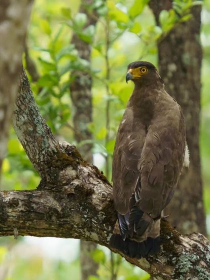 A Crested Serpent-Eagle looks back over its shoulder, its intense yellow eyes focused.