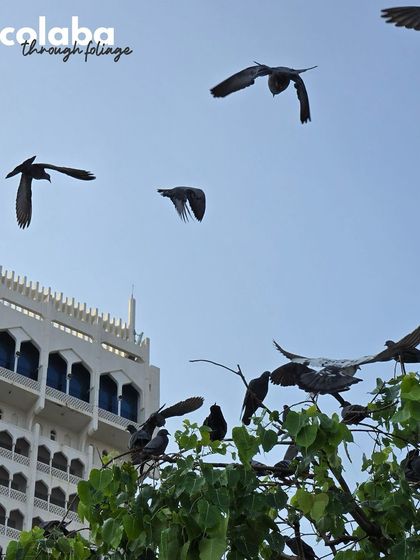 Colaba through foliage. Pigeons take flight in front of the Taj Mahal Palace Hotel, their forms silhouetted against the sky.