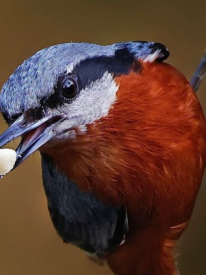 A Chestnut-bellied Nuthatch in a tight close-up, with a morsel of food in its beak. The shot provides a clear view of its eye, sharp beak, and the texture of its head feathers.