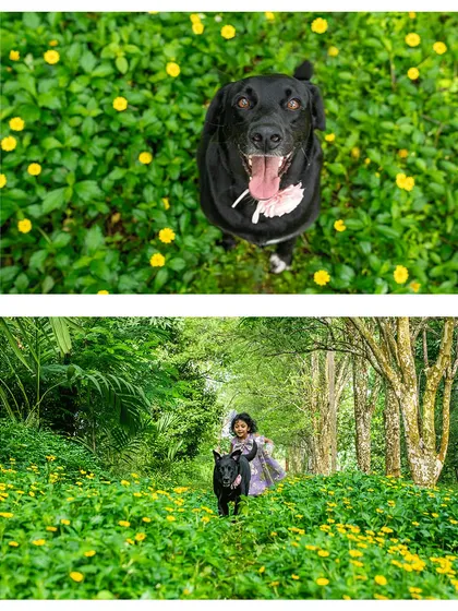 A collage showing the joyful energy of a girl and her dog. Top: A happy black Lab looks up, ready for fun. Bottom: The girl and her dog, Bagheera, run together through a path in a field of flowers, a perfect picture of freedom and friendship.