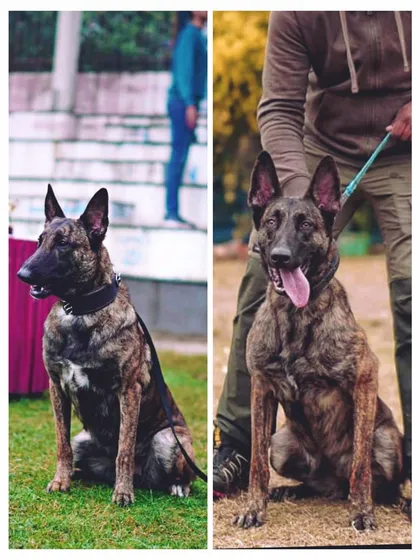 Meet my foundation females, Thunder on the left and Angel on the right. Both are Dutch Shepherds with incredible drive and proven working ability, holding titles and coming from top European lines. As I always say, "Mhari choriya, chhoro se km he ke" (My girls are just as good as my boys).