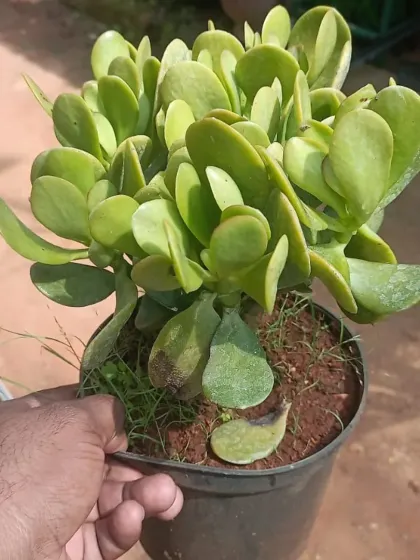 A healthy, potted Jade Plant (Crassula ovata), known as a symbol of good luck. This easy-to-care-for succulent is perfect for a sunny windowsill.