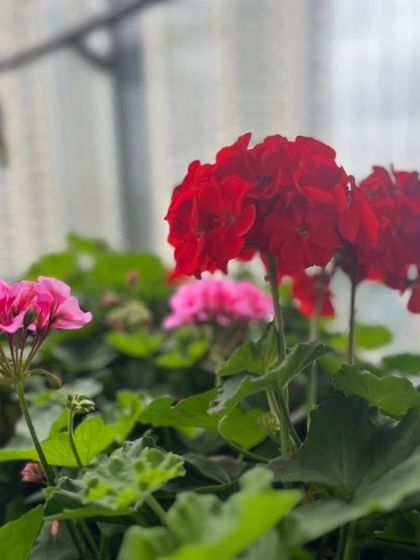 Vibrant red geraniums stand out against the softer pinks and the city backdrop, showing how I use color to create focal points.