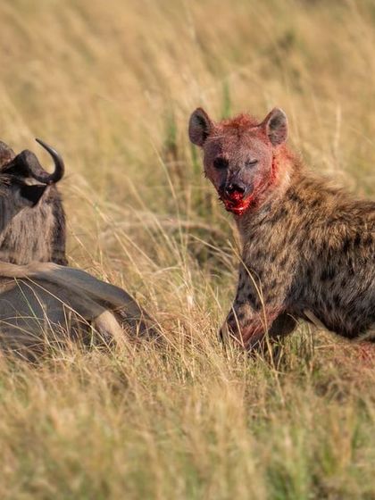 A chilling gaze from the hyena, its face covered in the evidence of its brutal meal.