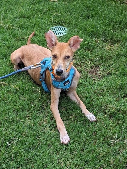 PL Paws - Animal Rescue & Rehabilitation Ready for a Home: Meet Our Adoptable Dogs photo 34