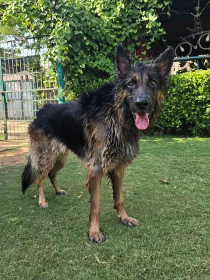 A happy, wet German Shepherd after his swim. You can see the satisfaction on his face.