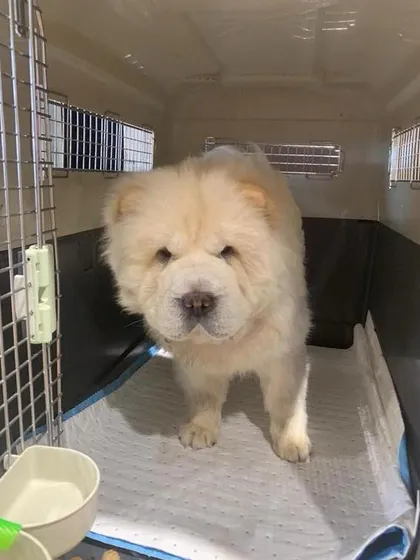 Meet Eva, a majestic Chow Chow, ready for her flight from Ahmedabad to Russia. We use IATA-approved crates that are spacious and well-ventilated, ensuring your pet's safety and comfort during international air cargo transport.