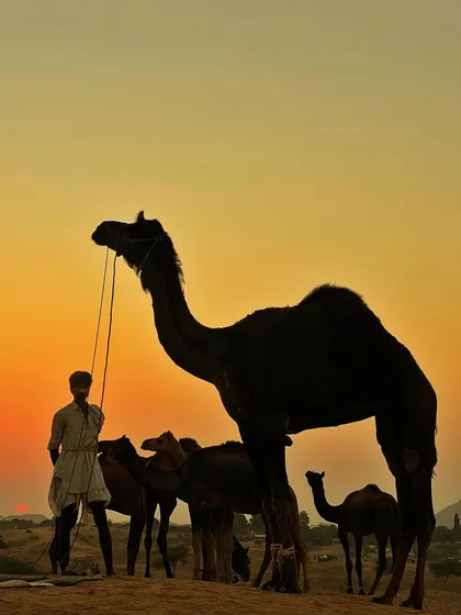 Proving my passion for cultural documentation extends beyond Mumbai, this silhouette captures a camel herder against a dramatic Pushkar sunset. I travel across India to find and film these timeless moments.