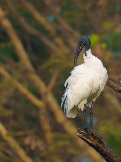 A Black-headed Ibis perches on a dead branch, its distinctive black head and white body making it a striking subject.
