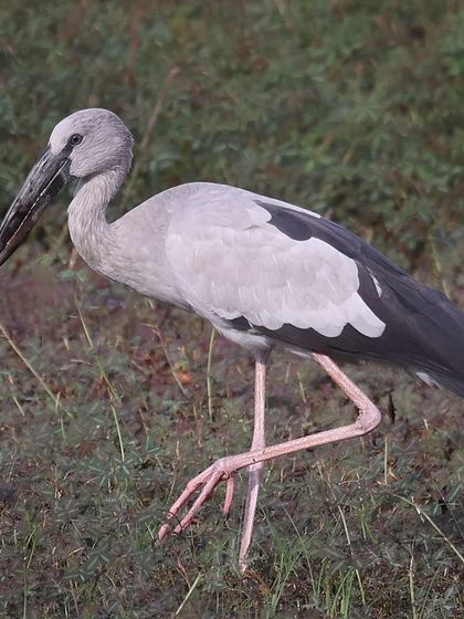 Waders, Ducks & Waterbirds photo 12