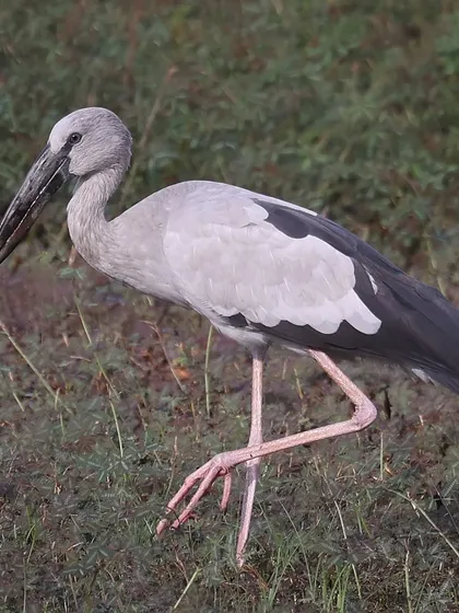 A close-up of an Asian Openbill taking a stride. The name comes from the distinct gap between its mandibles, an adaptation for holding the shells of snails, their primary food source.