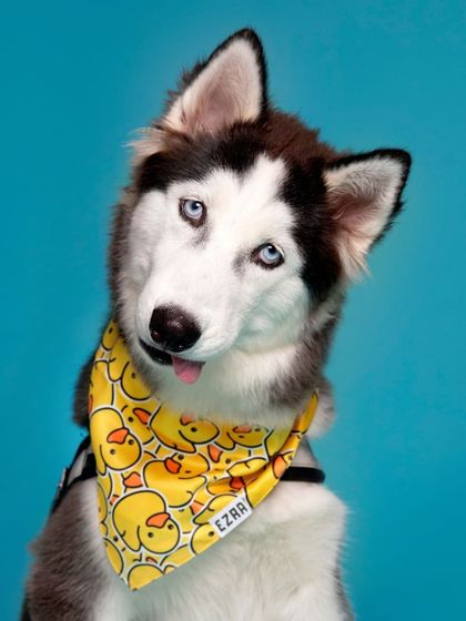 WoofWoof Stories - Commercial Pet Photography Pet Apparel & Accessories photo 3