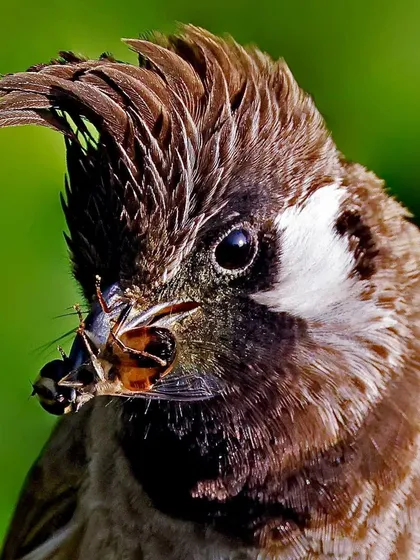 An extreme close-up of a Himalayan Bulbul with its prey. The detail is so sharp you can see the individual legs and antennae of the insect in its beak.