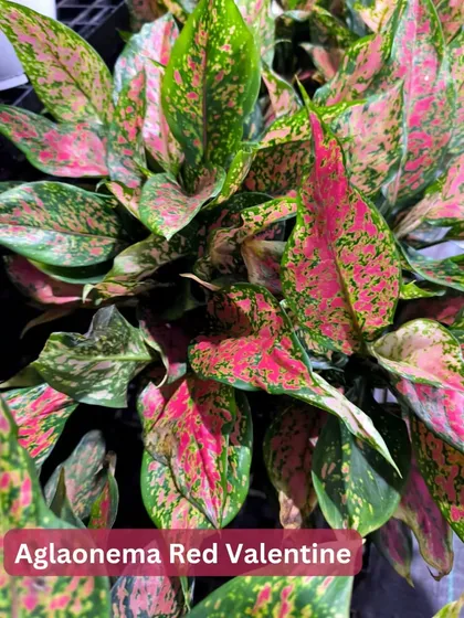 The Aglaonema Red Valentine is a showstopper with its vibrant red and green speckled leaves. It's a perfect way to add a splash of color to your indoor plant collection.