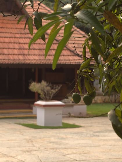 A closer view of the mangoes hanging from a tree, with a traditional cottage in the background, capturing the essence of a sweet summer at our retreat.