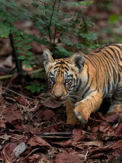 Another shot of the Choti Tara cub, its timid yet curious nature evident in its expression.