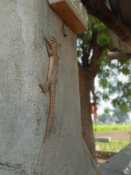 A juvenile Indian monitor lizard scales the wall of a cattle shed, a perfect example of urban wildlife coexistence. It shows how animals adapt to live alongside us, finding shelter in unexpected places.
