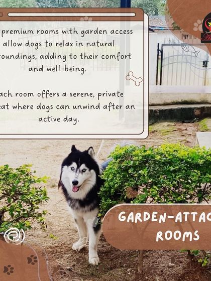 Anvis - Dog Boarding Spacious & Secure Play Areas photo 9