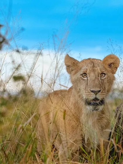 A lion cub stands at the threshold of adulthood, its gaze holding a mix of curiosity and the burgeoning confidence of a future pride leader.