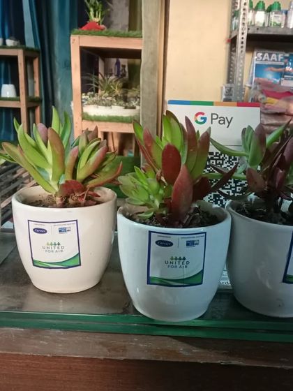 A set of succulents in matching white pots, prepared for a corporate gifting order. These are great low-maintenance desk plants.