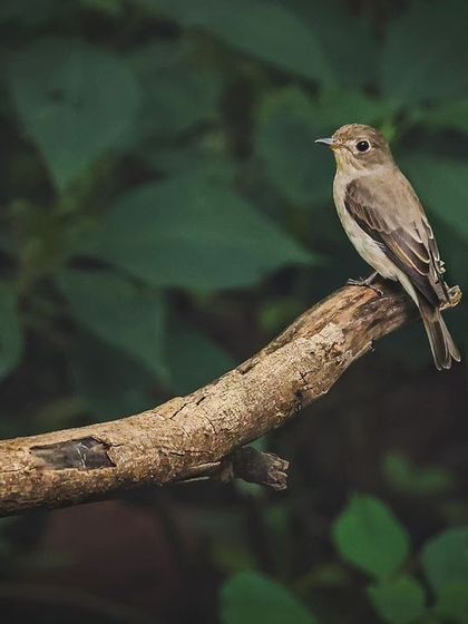 An Asian Brown Flycatcher perched on a branch in Millennium City. These small birds are passage migrants, stopping here on their long journeys.