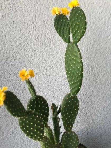 A flowering Bunny Ear Cactus. With enough sunlight, these cacti can produce beautiful yellow flowers.
