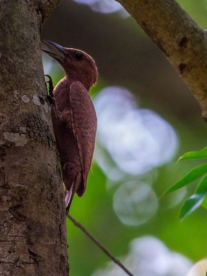 The Rufous Woodpecker, a medium-sized brown woodpecker that forages in pairs for ants and termites.