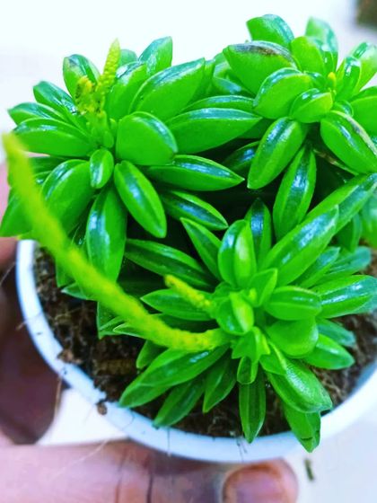 Garden Decor & Supplies photo 24