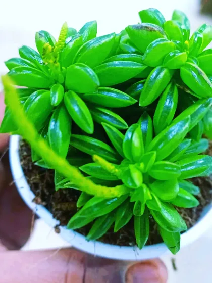 A Peperomia Nivalis succulent, a unique plant with fleshy, folded leaves. It's a great choice for succulent enthusiasts looking for something different.