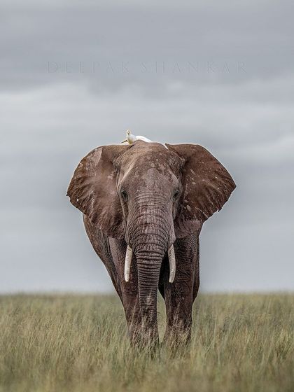 The Tuskers of Amboseli. Even on a cloudy day, the presence of these giants is awe-inspiring. This image captures the moody, atmospheric beauty of the savanna.