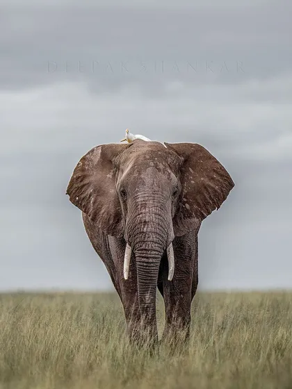 These images further celebrate the giants of Africa. From the gentle giants like giraffes and elephants to the striking patterns of zebras, each photo tells a story of life on a grand scale.