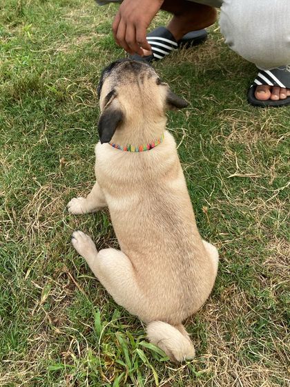 Our little pug guest, exploring the yard and making new friends.