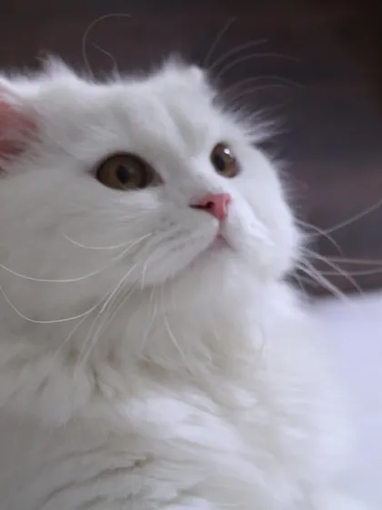 Look at that perfect, fluffy face! He's like a little cloud.