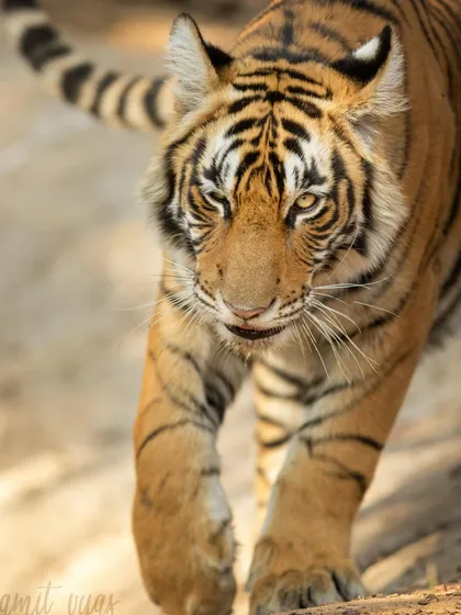 There's nothing like the feeling of a tiger walking straight towards you. This head-on shot captures the intense gaze and powerful presence of a Bengal tiger. On my workshops, I teach you how to get these impactful, low-angle portraits safely and ethically.