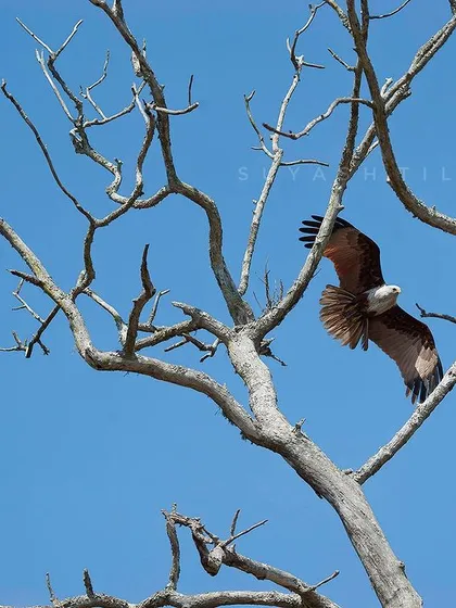 A Brahminy kite takes flight from a stark, dead tree against a brilliant blue sky. This captures the beautiful contrast of life and the cycles of nature you witness in the wild.