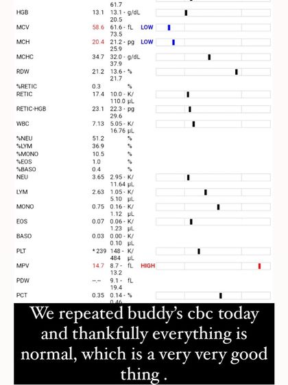 PL Paws - Animal Rescue & Rehabilitation How Your Donations Help: Our Medical Cases photo 43