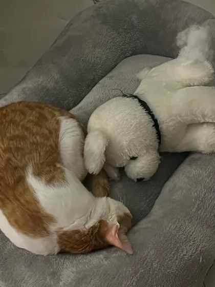 Puttu snuggling with her little teddy bear. So precious!