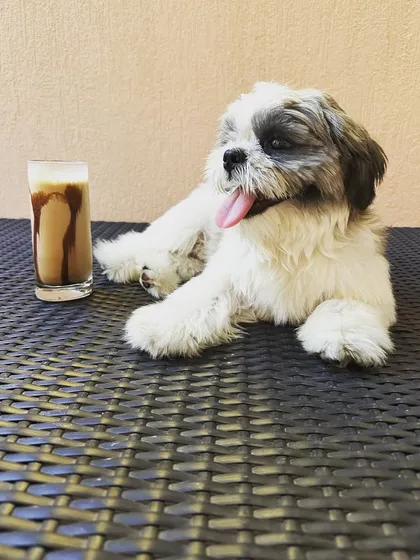 The perfect combination: a refreshing iced coffee for you and a comfortable spot for your furry best friend. This is what our pet-friendly cafe experience is all about.