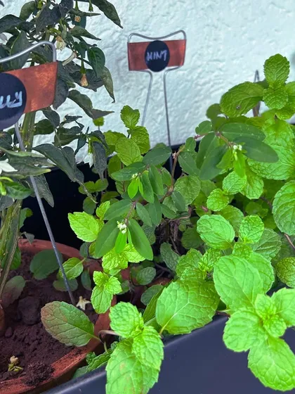 Imagine stepping out to pluck fresh, organic mint for your tea or chillies for your meal. We create convenient kitchen herb gardens like this one, complete with helpful plant labels, making it easy to grow and identify your own produce.
