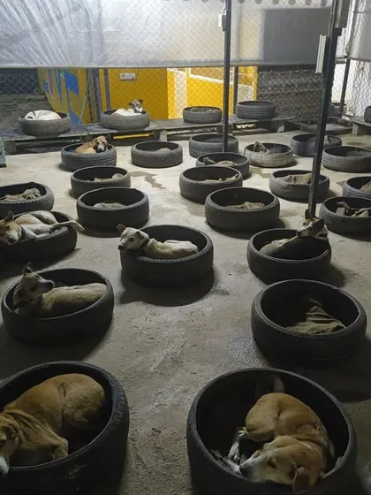 Goodnight from the sanctuary. We turn discarded tyres into cozy, clean beds for our residents. It's a simple, resourceful way we ensure every dog has a warm and comfortable place to rest after a day of healing and play.