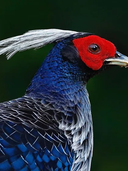 The magnificent Khalij Pheasant in a detailed portrait. The image highlights its striking red facial skin, elegant white crest, and the intricate pattern of its deep blue and grey plumage, showcasing the regal beauty of this gamebird.