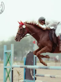 Horse Riding Lessons