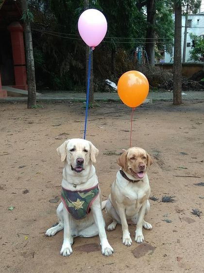 K9 Gurukul - Dog Boarding & Daycare Tributes to Our Pack photo 5