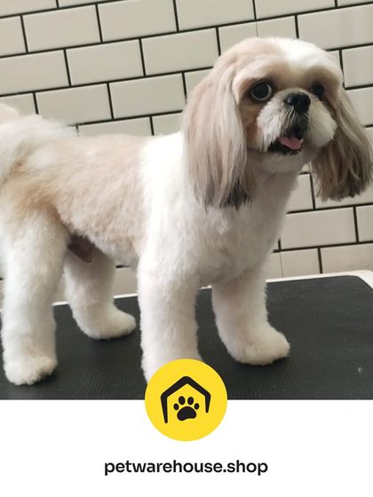 Pet Warehouse - Pet Grooming Services Happy Tails Gallery photo 25