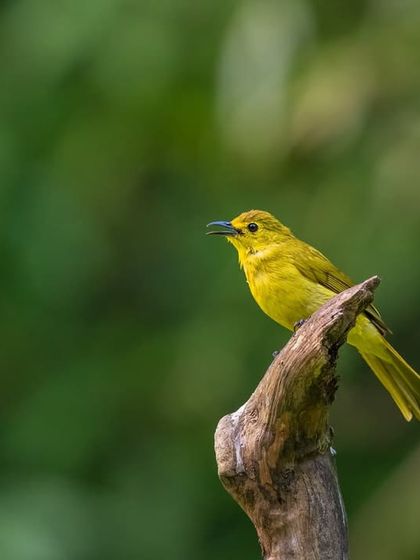A Yellow-browed Bulbul, its bright color a highlight in the green canopy.